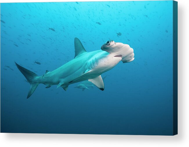 Underwater Acrylic Print featuring the photograph Scalloped Hammerhead Shark, Galapagos by Michele Westmorland