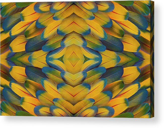 In A Row Acrylic Print featuring the photograph Scarlet Macaw Wing Feather Pattern by Darrell Gulin