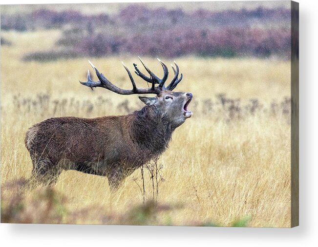 Deer Acrylic Print featuring the photograph Scream In The Rain by Marco Redaelli