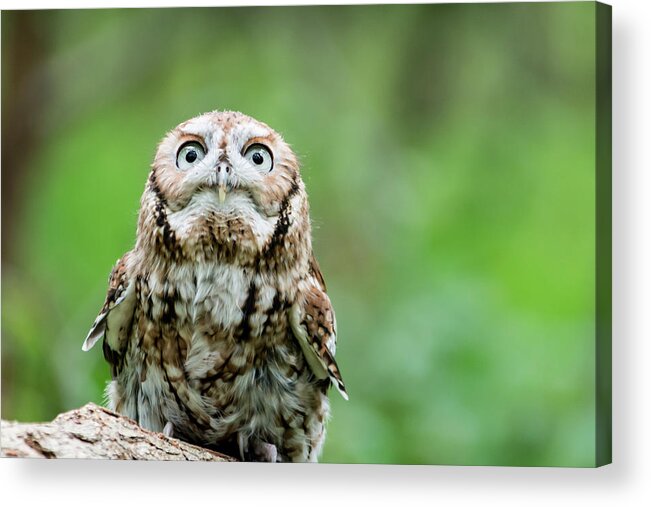 Screech Owl Acrylic Print featuring the photograph Screech Owl Looking at You by Liz Albro