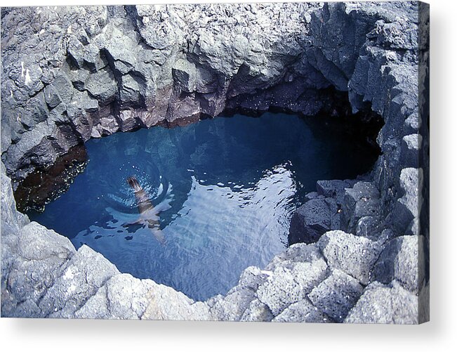Sea Lion Acrylic Print featuring the photograph Sea Lion Jumping In A Pool - Galapagos by Federica Grassi