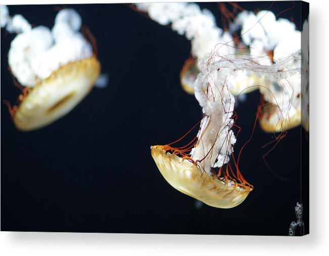 Animal Themes Acrylic Print featuring the photograph Sea Nettle by Takashi Hososhima