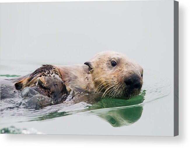 Sebastian Kennerknecht Acrylic Print featuring the photograph Sea Otter Swimming In Elkhorn Slough by Sebastian Kennerknecht