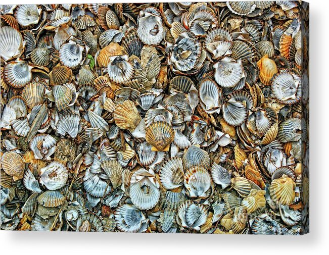 Sea Acrylic Print featuring the photograph Sea Shells by David Birchall