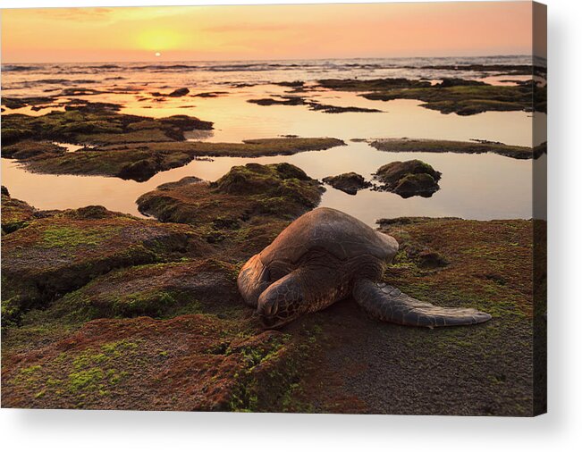 Tranquility Acrylic Print featuring the photograph Sea Turtle On Mossy Rocks by Cultura Exclusive/stuart Westmorland