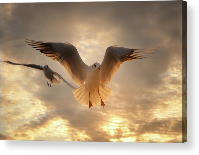 Scenics Acrylic Print featuring the photograph Seagull by Gilg Photographie