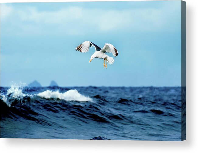 Animal Themes Acrylic Print featuring the photograph Seagull by J.d. Rguez. Hdez.