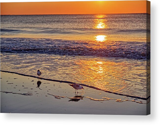 Seagulls Sunrise Beach Ga Georgia Tybee Waves Water Ocean Acrylic Print featuring the photograph Seagull Sunrise - Tybee Island Beach sunrise by Peter Herman