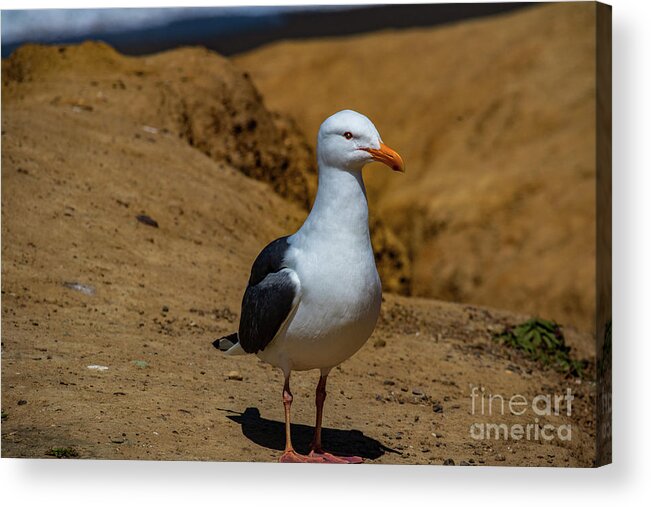 Wildlife Acrylic Print featuring the photograph Seagull by Thomas Marchessault