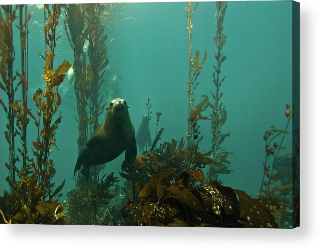 Sea Lion Acrylic Print featuring the photograph Sealion by Douglas Klug