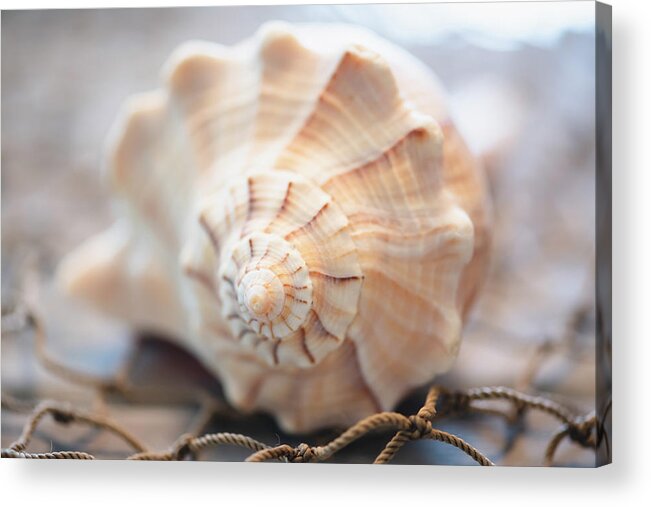 Seashell Acrylic Print featuring the photograph Seashell on Fishing Net by Lori Rowland