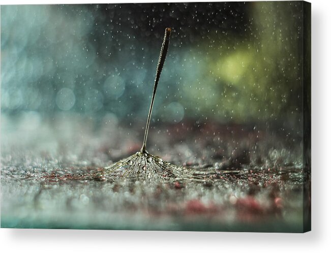 Dandelion Acrylic Print featuring the photograph Seed In The Rain by Ivelina Blagoeva