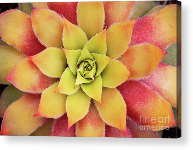 Sempervivum Chick Charms Gold Nugget Acrylic Print featuring the photograph Sempervivum Chick Charms Gold Nugget by Tim Gainey
