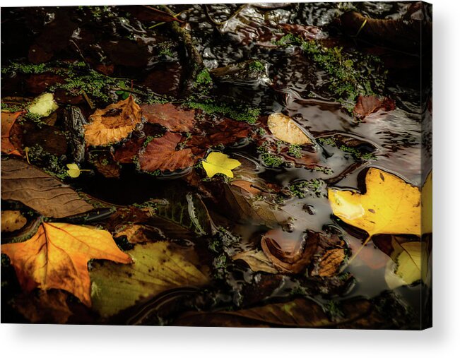 Tree Acrylic Print featuring the photograph Serenity upon an Autumn Pond by Christopher Maxum