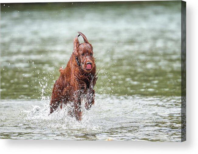 Irish Setter Acrylic Print featuring the photograph Setter in Action by Robert Krajnc