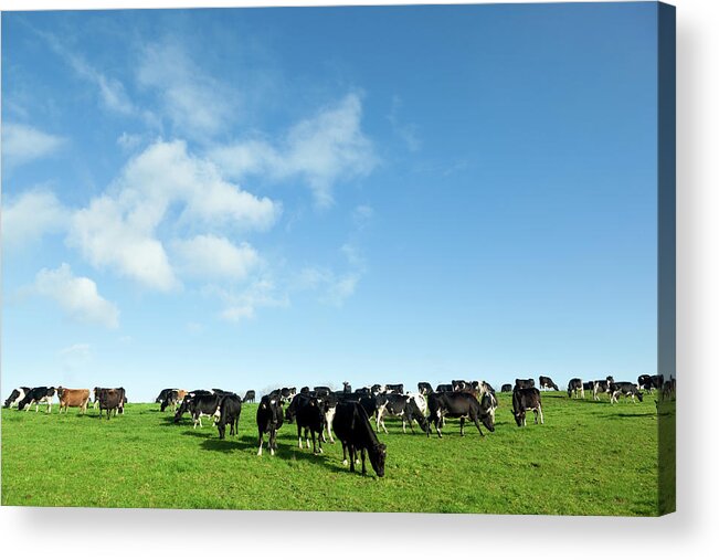 Grass Acrylic Print featuring the photograph Several Dairy Cows Eating Grasses On by Djgunner
