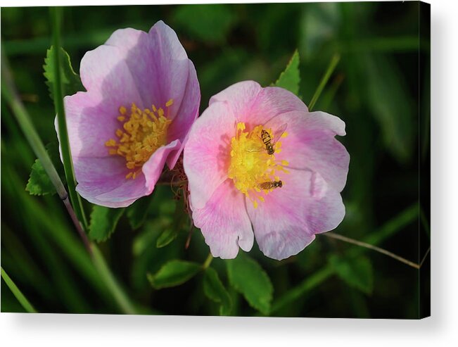 Pink Flowers With Bees Collecting Pollen Acrylic Print featuring the photograph Shades Of Nature 25 by Gordon Semmens