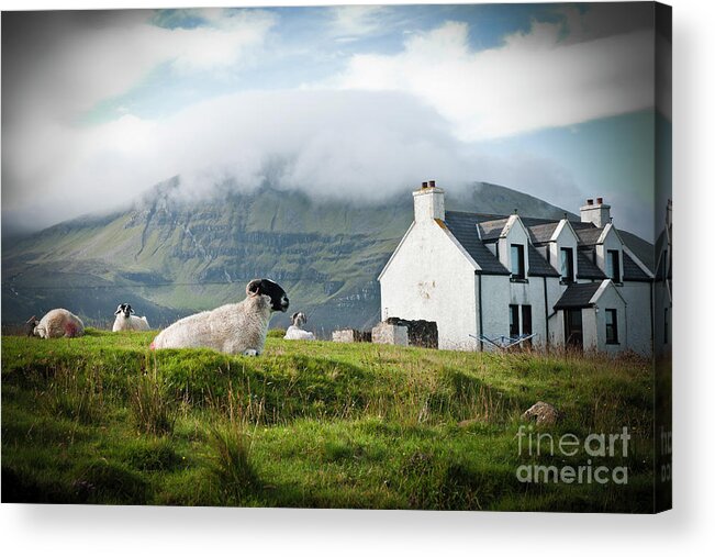Agriculture Acrylic Print featuring the photograph Sheep grazing on a Scottish farm in spring. by Joaquin Corbalan