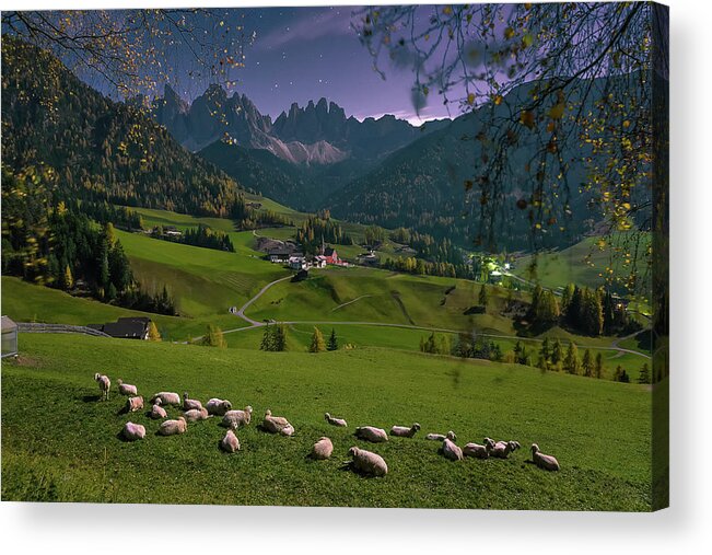 Santa Maddalena Acrylic Print featuring the photograph Sheep in Peace by Elias Pentikis