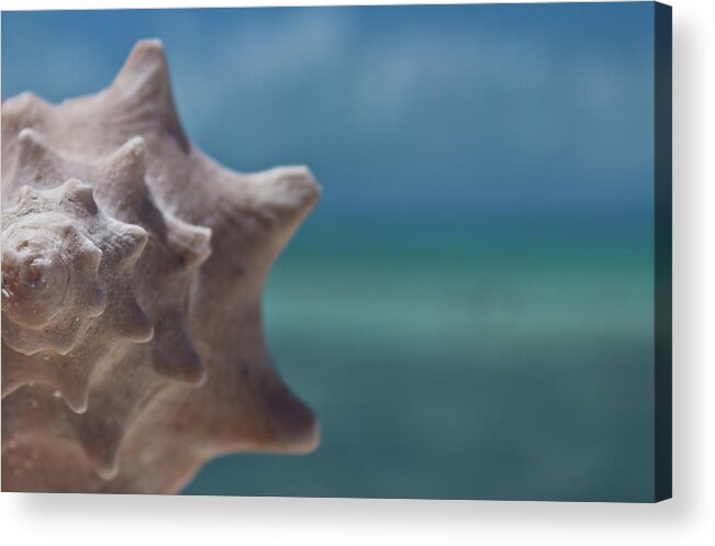 Underwater Acrylic Print featuring the photograph Shell by Gizet Gonzalez