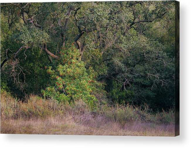 Daley Ranch Acrylic Print featuring the photograph Sheltered Toyon by Alexander Kunz