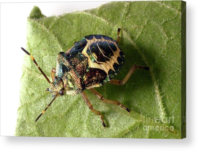 Fauna Acrylic Print featuring the photograph Shield Bug by Uk Crown Copyright Courtesy Of Fera/science Photo Library