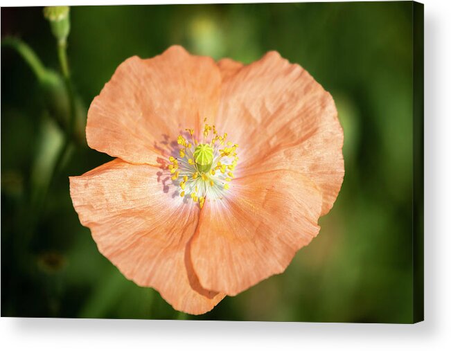 Shirley Poppy Acrylic Print featuring the photograph Shirley Poppy 2018-17 by Thomas Young