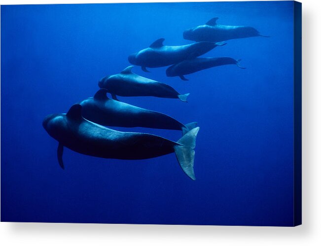 Underwater Acrylic Print featuring the photograph Short-finned Pilot Whales, Globicephala by Gerard Soury
