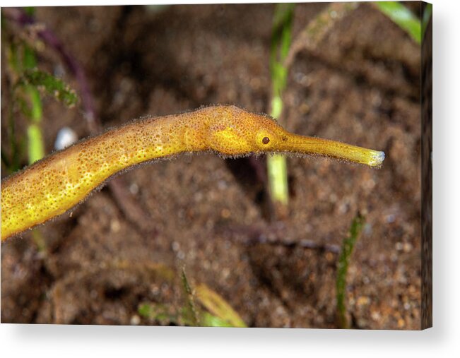 Aquatic Acrylic Print featuring the photograph Short-tailed Pipefish by Andrew Martinez