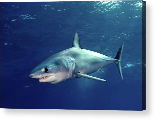 Animal Themes Acrylic Print featuring the photograph Shortfin Mako Sharks by James R.d. Scott