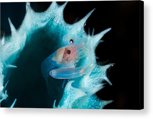 Shrimp Acrylic Print featuring the photograph Shrimp In A Blue Sponge by Barathieu Gabriel