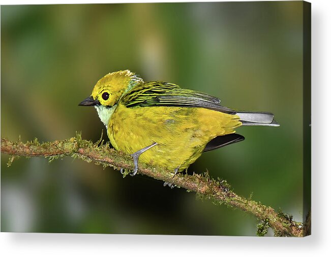 Bird Acrylic Print featuring the photograph Silver-throated Tanager by Alan Lenk