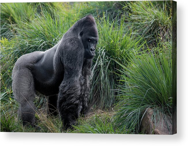 Captured Animals Acrylic Print featuring the photograph Silverback Stare 1806 by Donald Brown