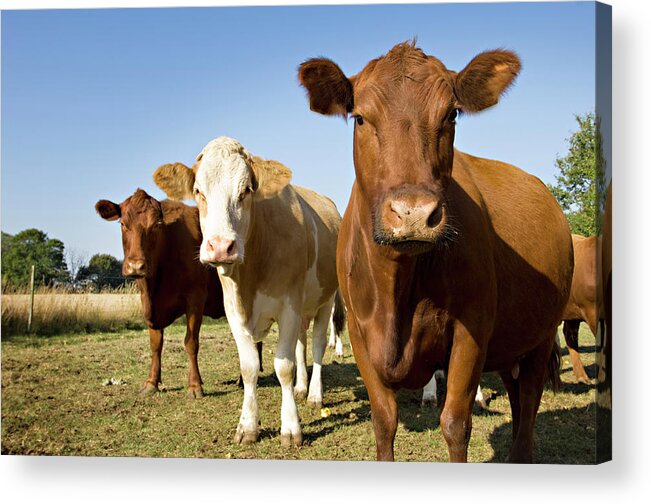Simmental Cattle Acrylic Print featuring the photograph Simmental And Aberdeen Angus Cows In by Clarkandcompany