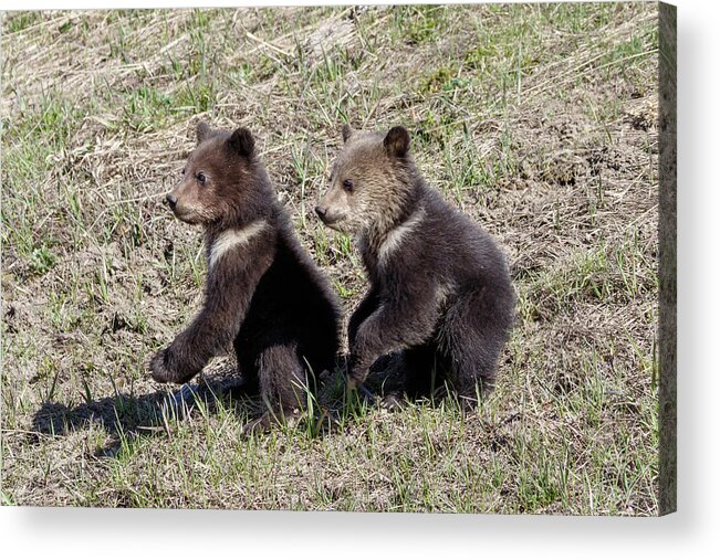 Grizzly Acrylic Print featuring the photograph Simon says by Ronnie And Frances Howard