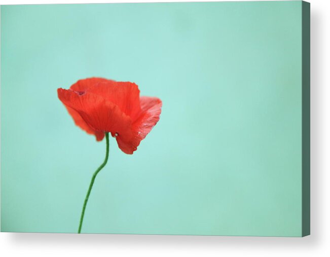 Fragility Acrylic Print featuring the photograph Simple Red Poppy On Turquoise Blue by Poppy Thomas-hill