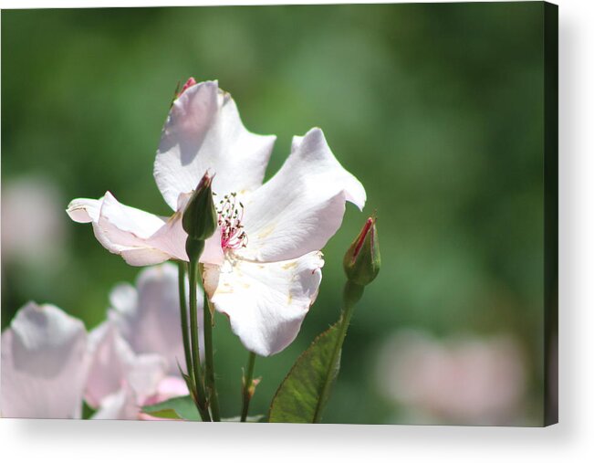 Misty Acrylic Print featuring the photograph Single Classic Pink Country Rose and Buds by Colleen Cornelius