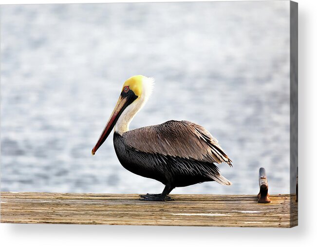Pelican Acrylic Print featuring the photograph Sitting on the Dock of the Bay by Susan Rissi Tregoning