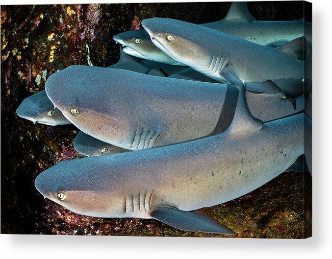 Animal Acrylic Print featuring the photograph Six Whitetip Reef Sharks Resting Together On A Ledge by Alex Mustard / Naturepl.com