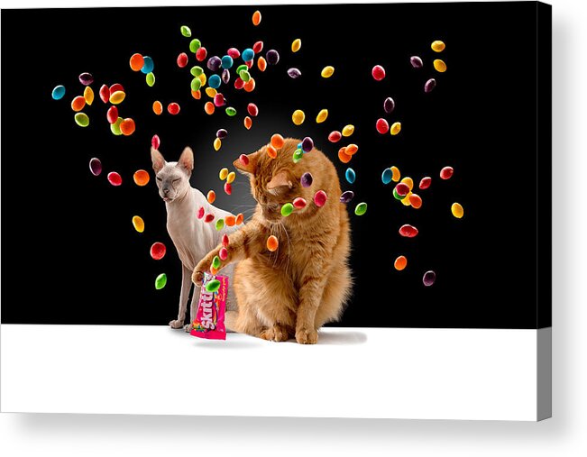 Cats Acrylic Print featuring the photograph Skittles Time by Kotturstudio