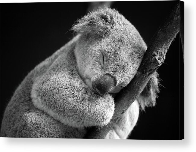 Animal Themes Acrylic Print featuring the photograph Sleeping Koala by David Morgan-mar