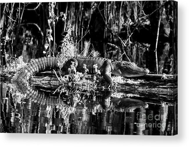 Wildlife Acrylic Print featuring the photograph Sleepy Days by Quinn Sedam