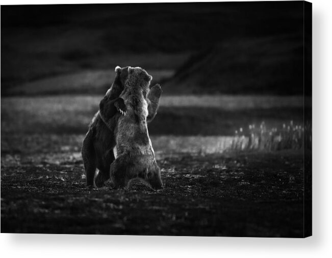 Bears Acrylic Print featuring the photograph Sneaky Dance by Chao Feng ??