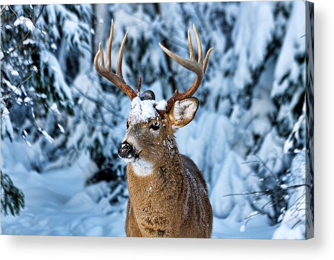 Snow Acrylic Print featuring the photograph Snow Buck by ©owen Bale