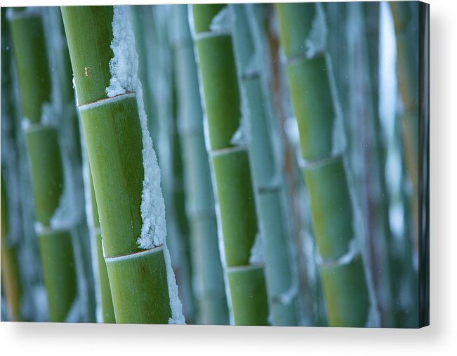 Bamboo Acrylic Print featuring the photograph Snow Covered Bamboo Trees In Forest by Photoaraki.com