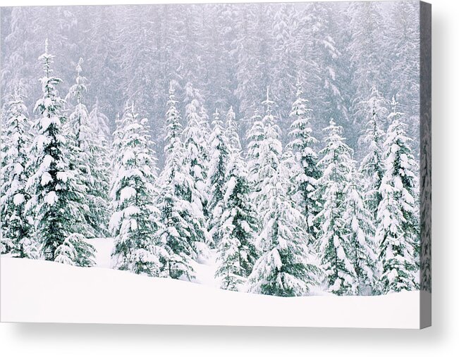 Scenics Acrylic Print featuring the photograph Snow Covered Pine Trees by Thinkstock Images