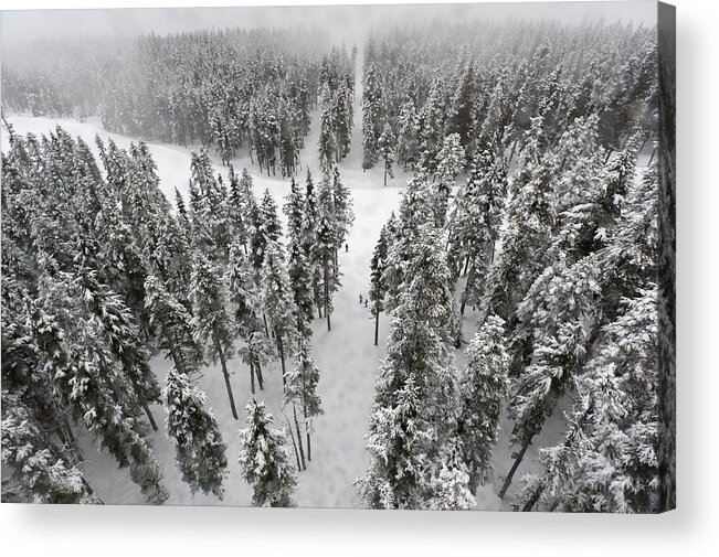 Snow Acrylic Print featuring the photograph Snow Covered Trees In A Forest by Keith Levit / Design Pics