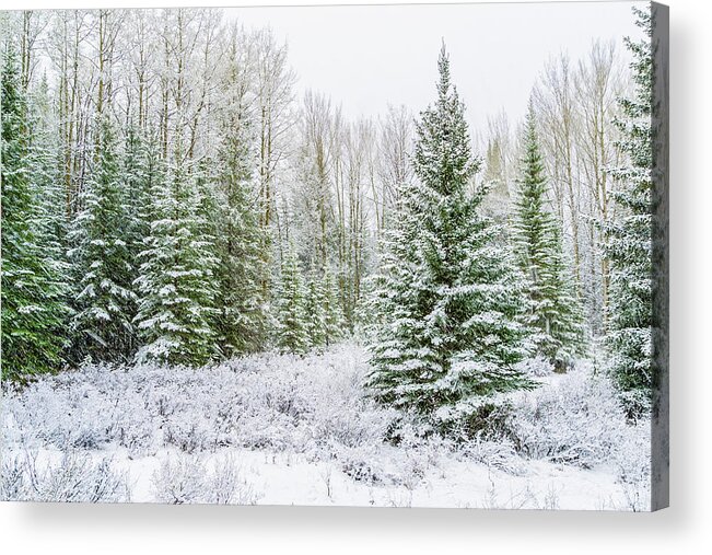 Tranquility Acrylic Print featuring the photograph Snow Falling On Trees, Banff, Alberta by Stuart Dee