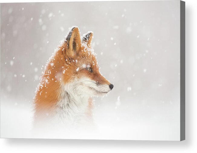 Kamchatka Acrylic Print featuring the photograph Snow Is Fallinga by Denis Budkov