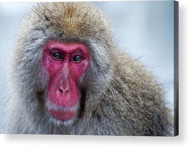 Animal Themes Acrylic Print featuring the photograph Snow Monkey by Porter Yates